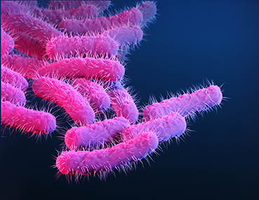 shigella virus