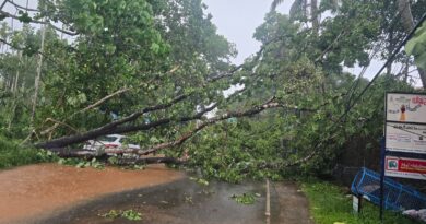രാമപുരത്ത് ശക്തമായ കാറ്റിലും മഴയിലും വൻമരം കടപുഴകി വീണു; ആളപായമില്ല