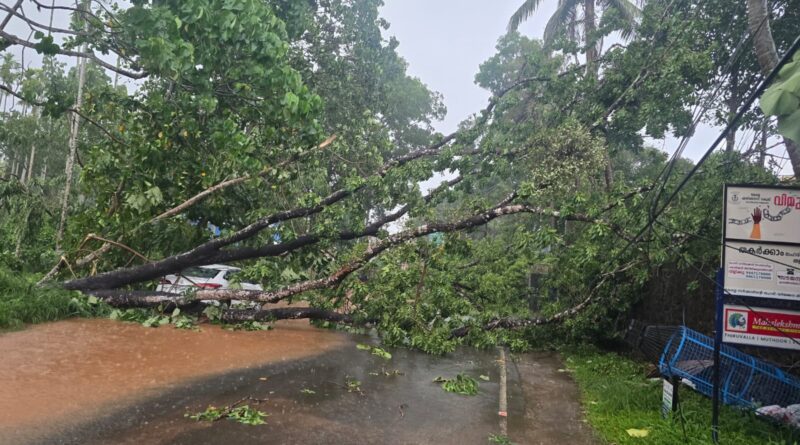 രാമപുരത്ത് ശക്തമായ കാറ്റിലും മഴയിലും വൻമരം കടപുഴകി വീണു; ആളപായമില്ല